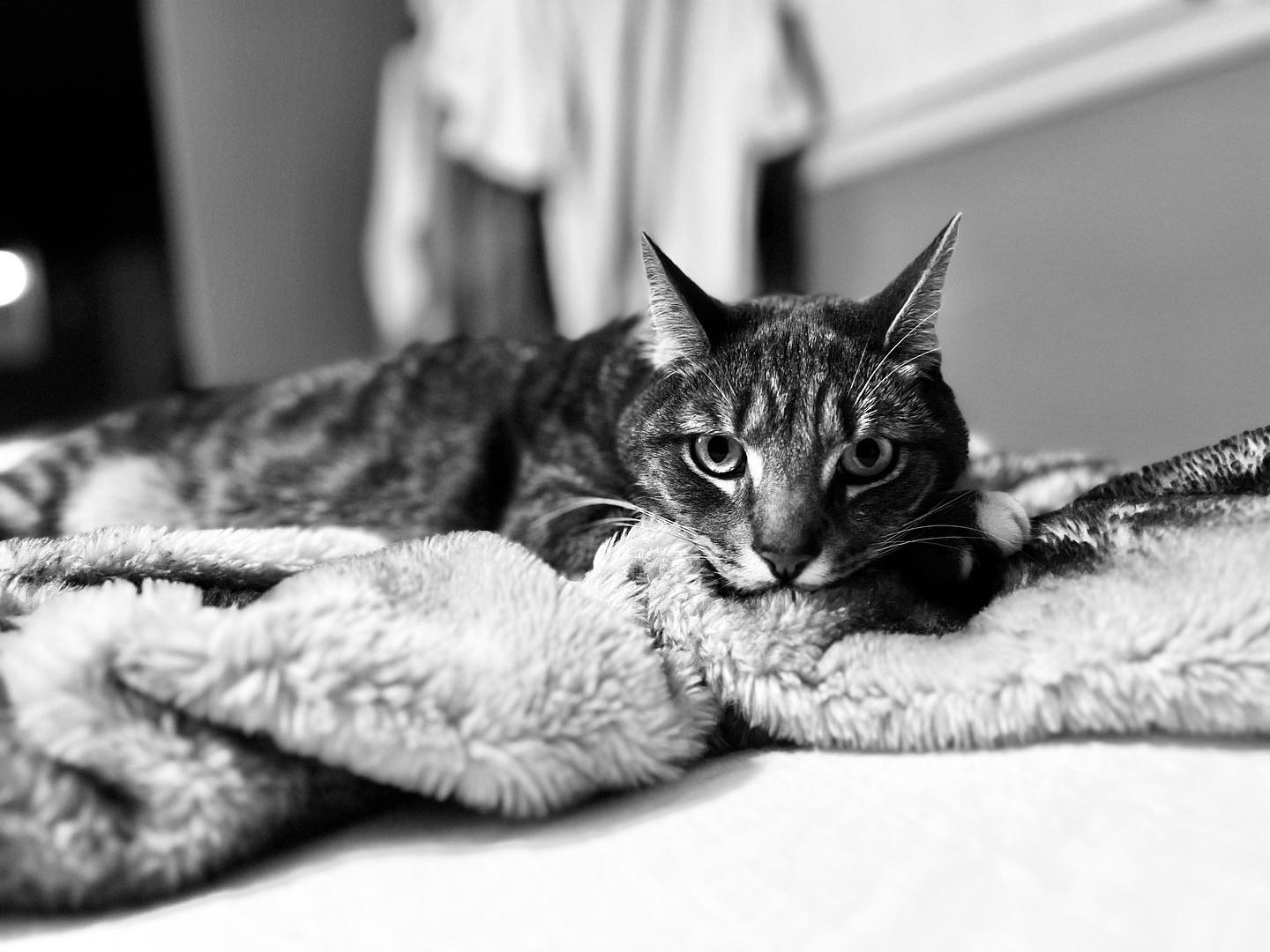 Consequatur eos ipsum ad aut